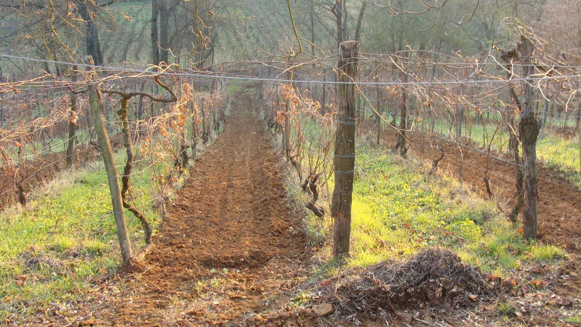 Agriturismo Cascina Degli Ulivi 노비리구레 외부 사진